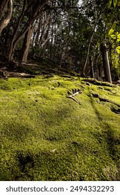 Lantai hutan penutup lumut Kyoto Jepun