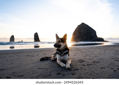Giovane cane pastore tedesco maschio da salvataggio sdraiato sulla spiaggia durante il tramonto in estate