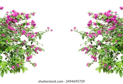 mockup bunga bugenvil dengan cabang pohon daun hijau png latar belakang transplantasi, tanaman dengan bunga ungu merah muda dan daun hijau