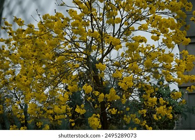 Zväzok zlatožltých trúbkových kvetov, vedecky známych ako Handroanthus chrysotrichus, kvitne na jar na strane ulice cez zábradlie v Zhongli na Taiwane.