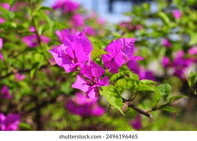 Bunga bugenvil yang cantik dengan daun hijau. Tampilan dekat bunga bugenvil ungu. Bunga bugenvil ungu yang sedang mekar. Fokus Selektif