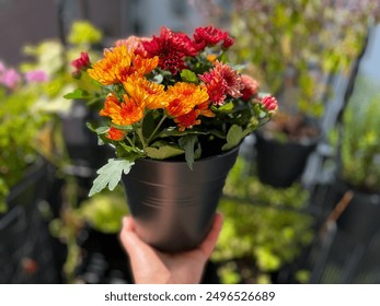 Beautiful mixed Chrysanthemum balcony garden autumn flowers in decorative flower pot in female hand close up, floral wallpaper background with blooming Chrysanthemums