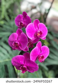 Floarea de orhidee violet luna numită pentru că atunci când înflorește are forma unei luni. Culoarea violetă a orhideei arată frumos și atrage atenția oamenilor care o văd
