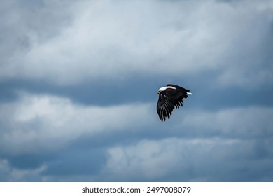 Aigle pêcheur africain volant dans un ciel nuageux dans le parc national Kruger, Afrique du Sud ; espèce Haliaeetus vocifer de la famille des Accipitridae