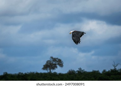 Aigle pêcheur africain volant dans un ciel nuageux dans le parc national Kruger, Afrique du Sud ; espèce Haliaeetus vocifer de la famille des Accipitridae