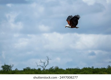 Aigle pêcheur africain volant dans un ciel nuageux dans le parc national Kruger, Afrique du Sud ; espèce Haliaeetus vocifer de la famille des Accipitridae