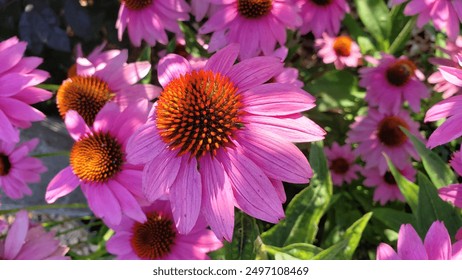 Echinacea purpurea, istočni ljubičasti šišar ili ježev šišar, sjevernoamerička je vrsta cvjetnice u 2024.