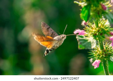 Macroglossum stellatarum, colomba di Fruczak, stella dalla coda lunga: farfalla della famiglia delle Sphingidae, attiva durante il giorno, specie nomade.