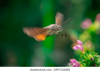 Macroglossum stellatarum, colomba di Fruczak, stella dalla coda lunga: farfalla della famiglia delle Sphingidae, attiva durante il giorno, specie nomade.