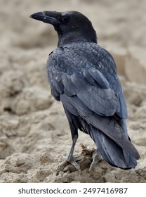Kruk zwyczajny lub kruk pendżabski (Corvus corax). Kruk pendżabski to duży, lśniący, czarny ptak z grubym dziobem. Regiony suche i półsuche. Wszystkożerny, żywi się owadami, małymi ssakami i padliną.