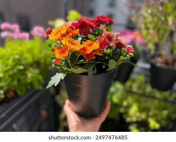 Beautiful mixed red and orange Chrysanthemum balcony garden autumn flowers in decorative flower pot in female hand close up, floral wallpaper background with blooming Chrysanthemums