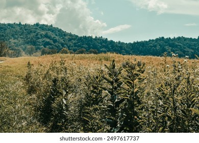 Vedere a Munților Marilor Fumuri de peste o câmpie din Cades Cove din Parcul Național Great Smoky Mountains.