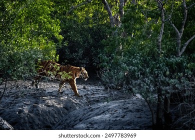 The majestic Royal Bengal Tiger strolling in the mangrove forest at Sundarban Tiger Reserve, West Bengal, India