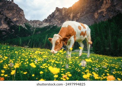 Two brown and white cows grazing on a vibrant green meadow filled with yellow wildflowers in majestic alpine mountains and a cloudy sky. Funny cute cows in Dolomites, Italy. Nature and animals. Alps