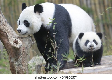 PANDA-TRIPLETTEN HALBGEBURTSTAG Die Drillinge, die am 1. Februar das Alter von 6 Monaten erreichten, waren die vierten Riesen-Panda-Drillinge, die mit Hilfe künstlicher Befruchtungsverfahren in China geboren wurden.