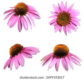 Set glavica češera (echinacea purpurea) izoliranih bijelih