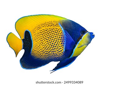 Blue girdled angelfish, Pomacanthus navarchus, pez angel, angel fishes, pomacantidae. Yellow and blue fish on white background. Young fish. Asian Pacific fish. Majestic angelfish.