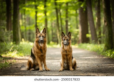 Due cani da pastore tedesco di razza pura sono seduti in una foresta verde, carta da parati, sfondo per il design