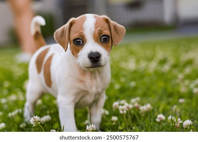 草むらで遊ぶデンマーク・スウェーデン・ファームドッグの子犬