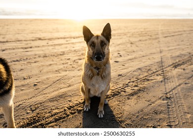 Cane pastore tedesco di razza che implora cibo sulla spiaggia