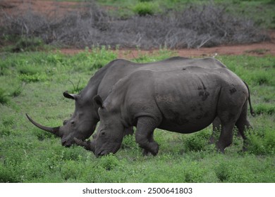 アフリカの動物保護区の広大な平原を、シロサイの群れが歩き回っています。その巨大な体は、広々とした大地を優雅に動き回り、自然の生息地での強さを体現しています。