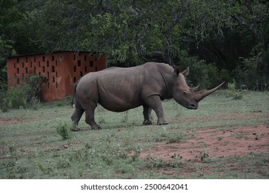 アフリカの動物保護区の広大な平原を、シロサイの群れが歩き回っています。その巨大な体は、広々とした大地を優雅に動き回り、自然の生息地での強さを体現しています。