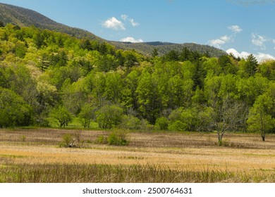 Primăvara verde și copacii înmuguriți în Cades Cove din Parcul Național Great Smoky Mountains