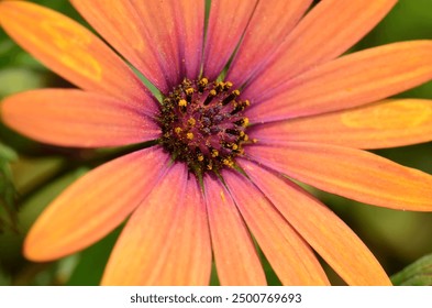 A macro photography shot of a beautiful orange colored Daisy flower.