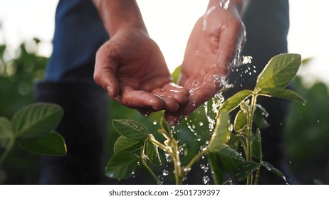 Un agriculteur arrose le soja avec ses mains. Concept d'agriculture sur le terrain. Un agriculteur avec ses mains irrigue le soja dans le champ. Un agriculteur arrose le soja avec ses mains.