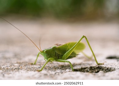 Majestic Grasshopper Posing on Rocky Ground in Vivid Detail. Striking Macro Image of Green Cricket Highlighting Delicate Features
