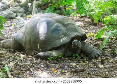 Uma tartaruga gigante de Aldabra (dipsochelys gigantea), Ilha Cousin, Seychelles, Oceano Índico, África