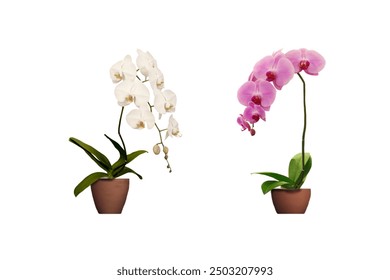 ภาพถ่ายกล้วยไม้ฟาแลนอปซิสสีม่วงและสีขาวอันงดงามที่กำลังเติบโตในกระถางแยกเดี่ยวบนพื้นหลังสีขาว