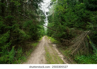 Forest road. Dirt road inside the forest through pine trees with green foliage. Road inside the forest in wild. Off-road.