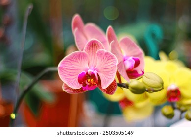 ภาพถ่ายของกล้วยไม้สกุล Doritaenopsis กล้วยไม้สกุล Doritaenopsis มีถิ่นกำเนิดในเอเชียตะวันออกเฉียงใต้ รวมถึงอินโดนีเซีย ไทย มาเลเซีย ดอกของกล้วยไม้สกุล Doritaenopsis มีความสวยงาม เหมาะแก่การนำไปติดวอลเปเปอร์