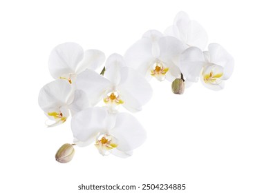 กล้วยไม้ฟาแลนอปซิสสีขาว กล้วยไม้ผีเสื้อ แยกไว้บนพื้นหลังสีขาว พร้อมเส้นทางตัด