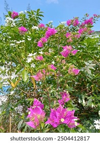 Flores de buganvillas y jazmín con cielo azul.