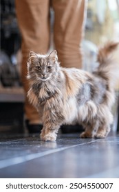 Kucing hutan Norwegia tua berwarna abu-abu dan berbulu