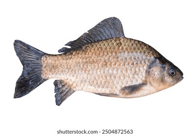 Karas, fish, izolovaný, on biely, background., živý, fish, vystrihnúť, objekt, na, dizajn, a, reklama.
