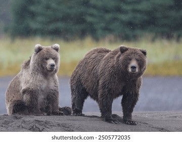 Een moeder bruine beer uit Alaska met haar jong kijkt uit naar vis langs Silver Salmon Creek in Lake Clark National Park in Alaska.