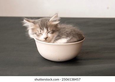 a cute kitten sleeping beautifully in a bowl on a dark concrete background