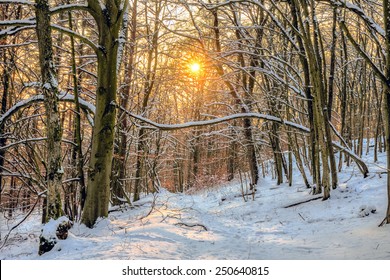 Puesta de sol del bosque de invierno. Bosques bávaros al anochecer en Alemania. Preciosos colores naranjas, árboles estériles y nieve.
