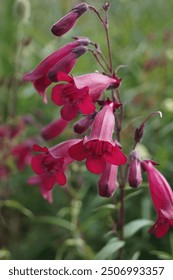 Ciemnofioletowe, dzwonkowate kwiaty rośliny Penstemon 'Raven', znanej również jako Bird Series lub Beard Tongue