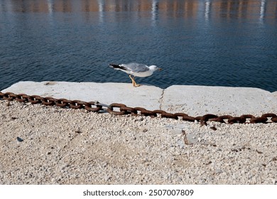 Burung camar di tebing terusan di Venice