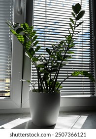 Zamioculcas také nazývaný zanzibarský drahokam, rostlina ZZ, rostlina Zuzu, palma aroid, rostlina věčnosti a smaragdová palma. Zamioculcas květináč na okno s přirozeným slunečním světlem
