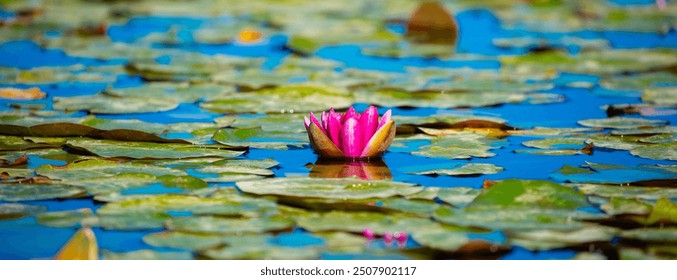 Lotus pond. Water lily close up. Sacred lotus flower in Buddhism. Calmness and tranquility. Spa treatments, yoga, meditation. Tropical nature.