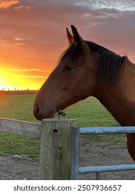 Cleveland Bay yearling at sunset in Aberdeenshire
