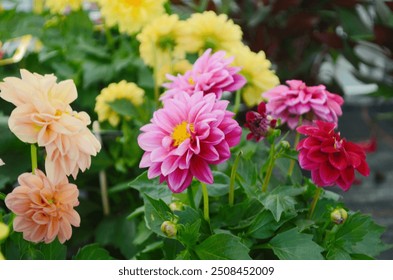 Tuindahlia's Dahlia pinnata bloeien in de bloementuin aan het einde van de zomer
