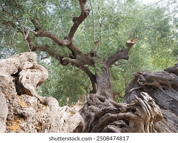 In the town of Exo Chora, one of the oldest olive trees on the island of Zakynthos. It is said to be more than 2000 years old.