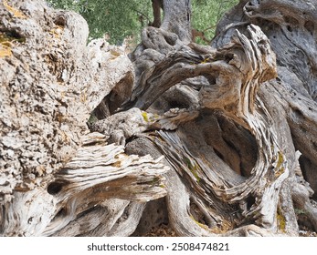 In the town of Exo Chora, one of the oldest olive trees on the island of Zakynthos. It is said to be more than 2000 years old.