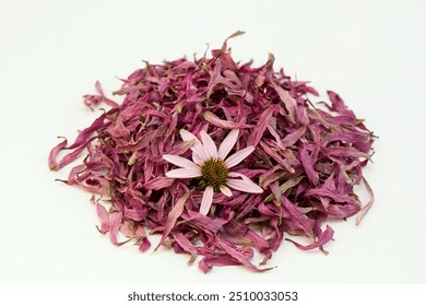 Osušene cvjetne latice Echinacea purpurea, također poznate kao ljubičasta češura, ježeva češura ili echinacea na bijeloj boji. Omiljeno tradicionalno ljekovito bilje, ukrašeno svježom cvjetnom glavicom.